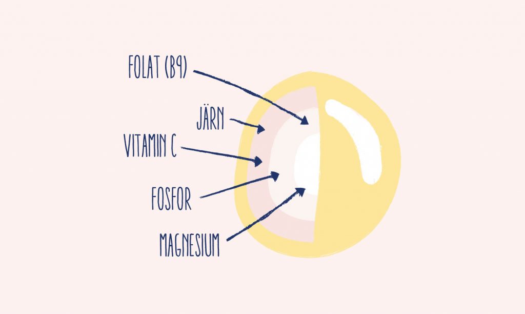 Lupinens näringsämnen: folat (B9), järn, vitamin c, fosfor, magnesium.