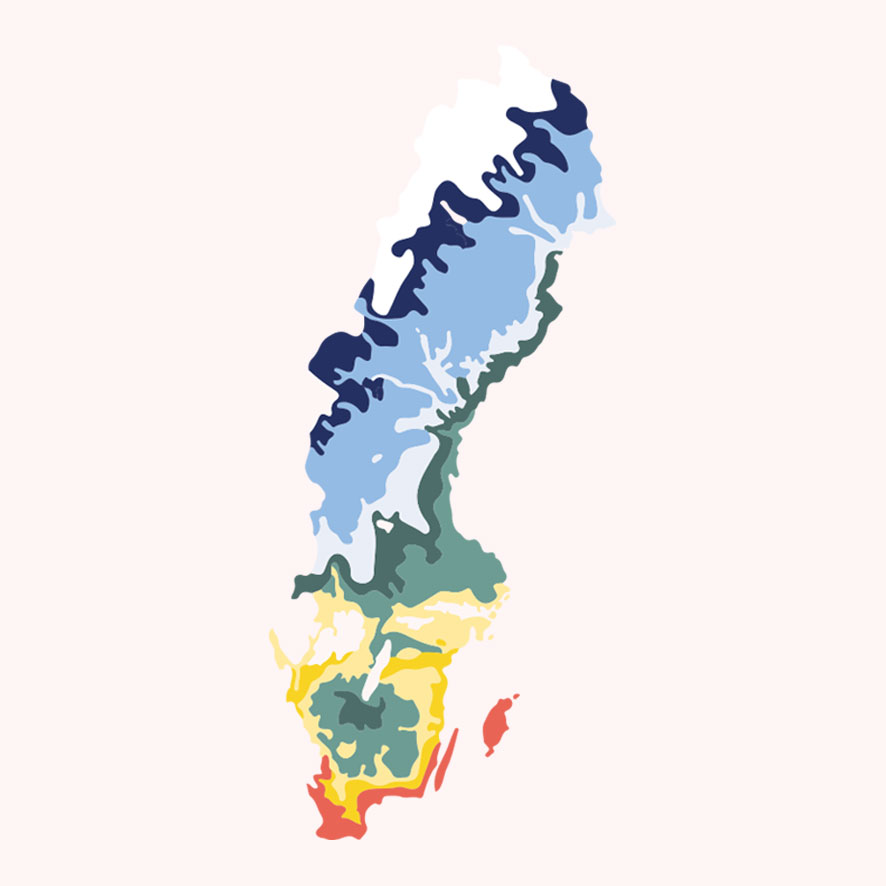 lupinbönor-Sveriges-odlingszoner